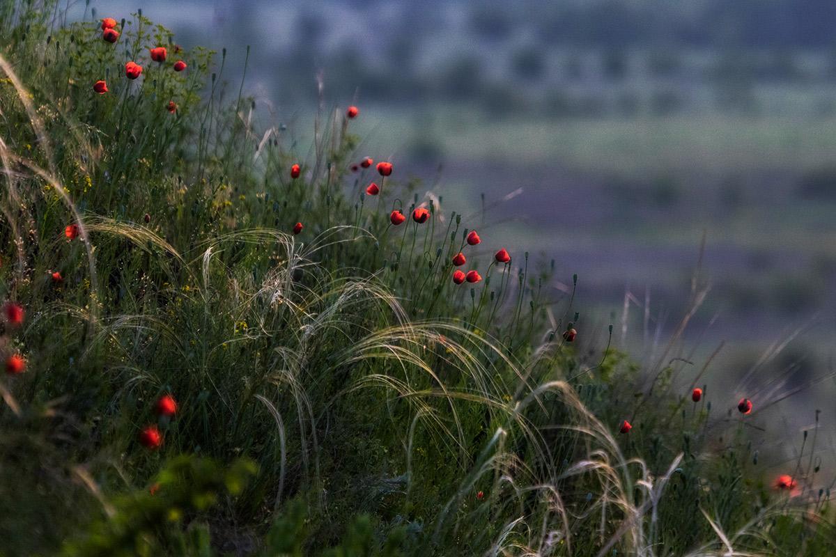 Майские маки
