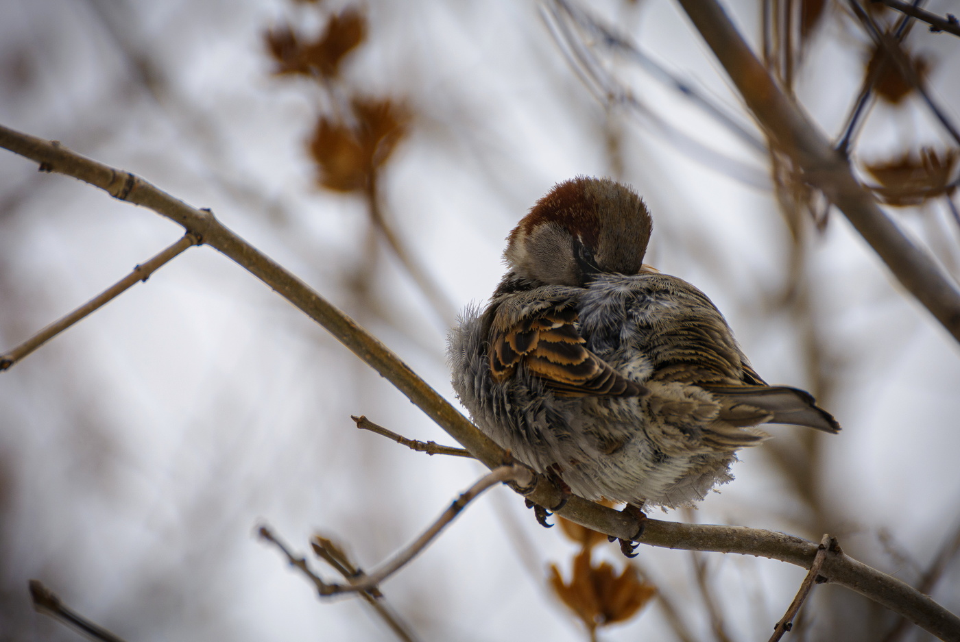 чистка пёрышек