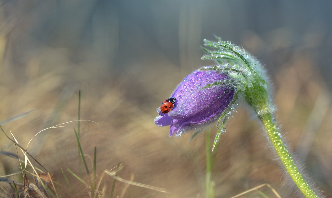 Весна шагает по стране.