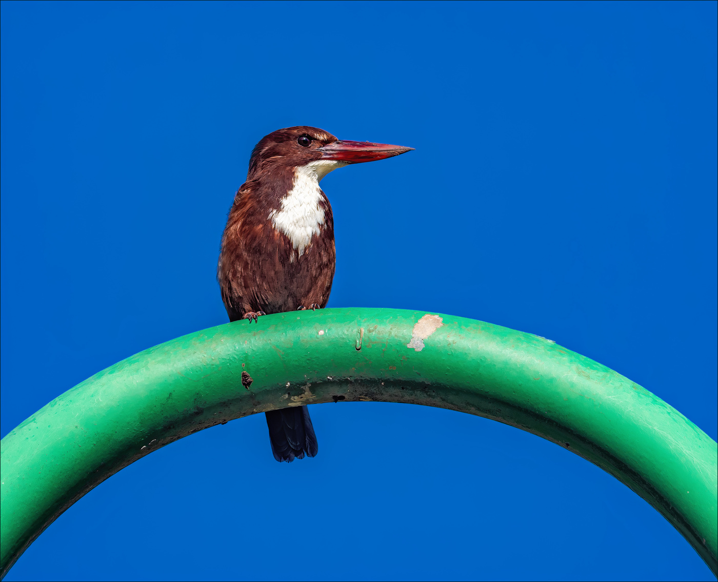 На фонарном столбе