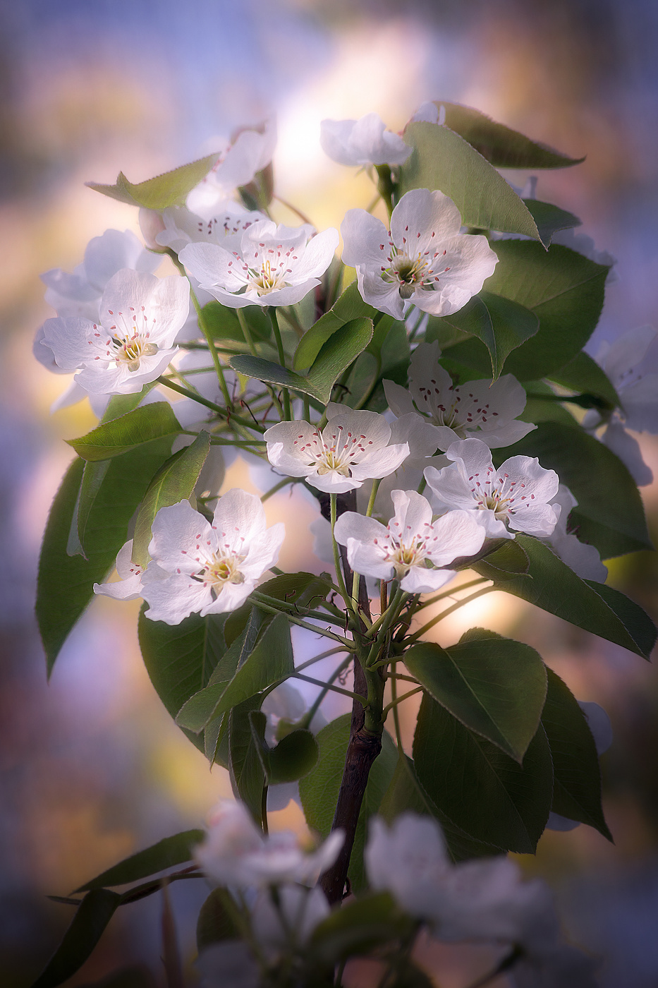 Груша в цвету.