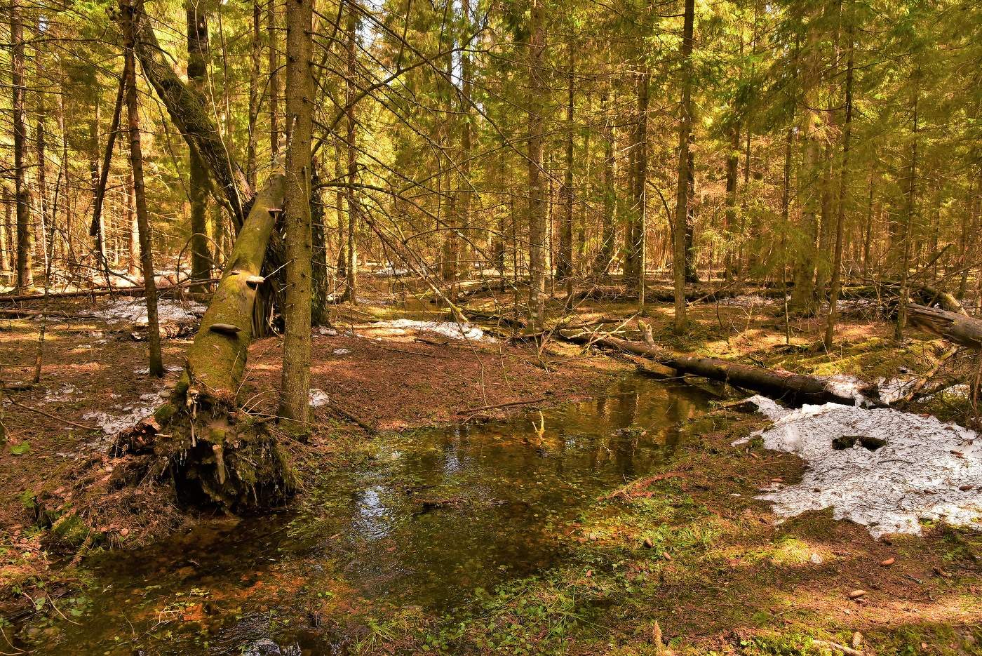 Лесной ручей ...