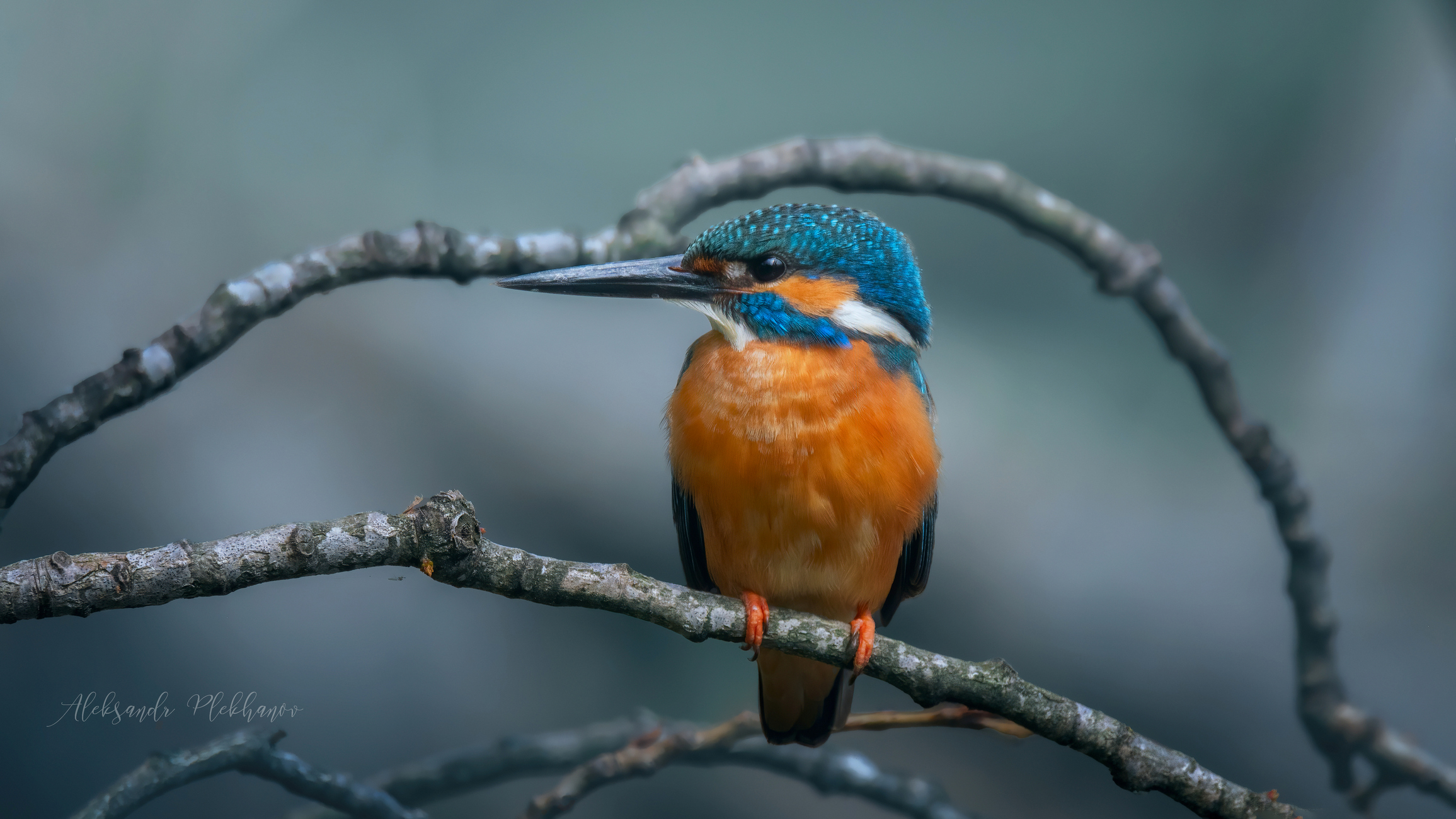 Портрет в рамке