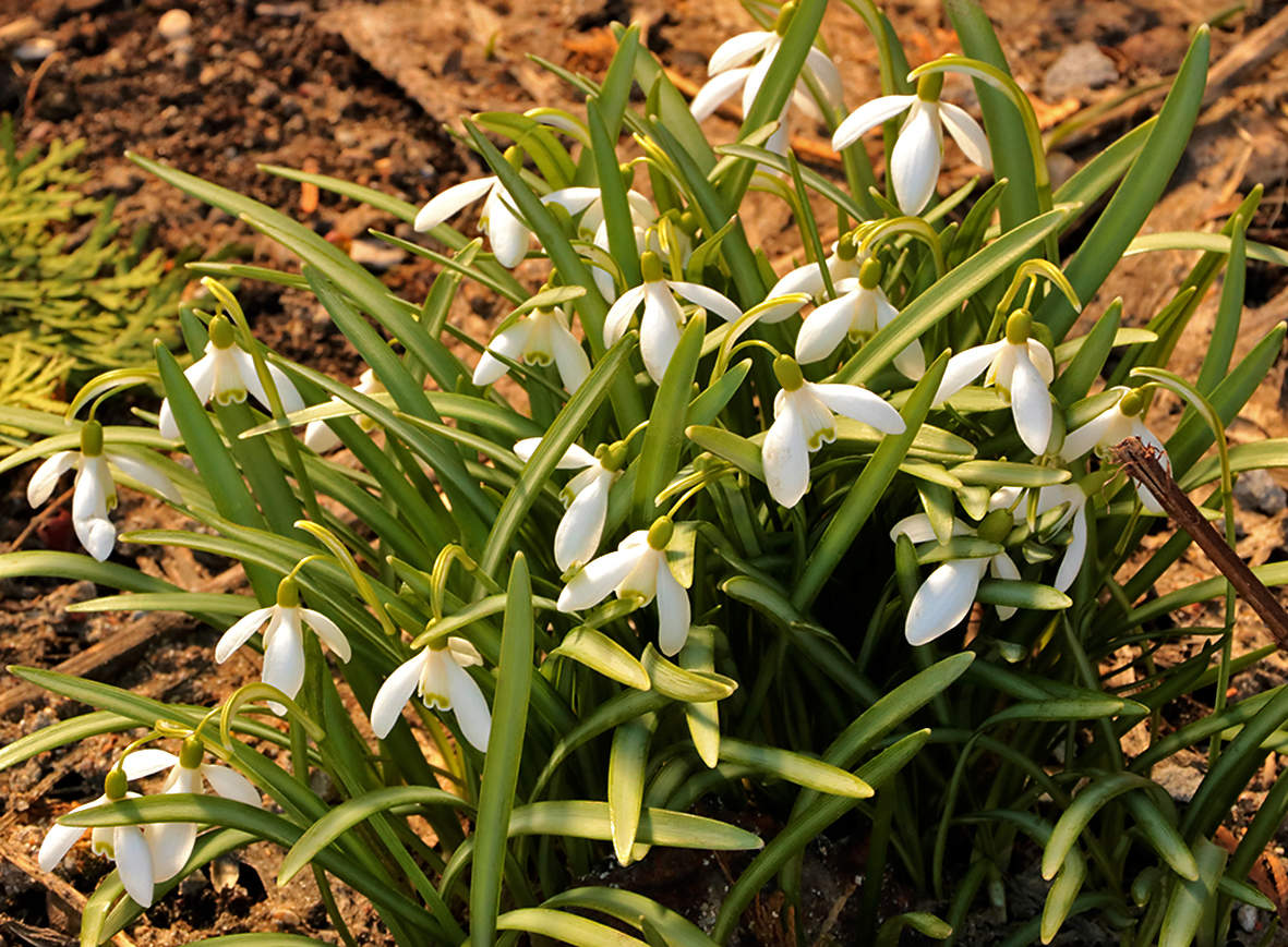 Снег растаял - подснежники раскрылись