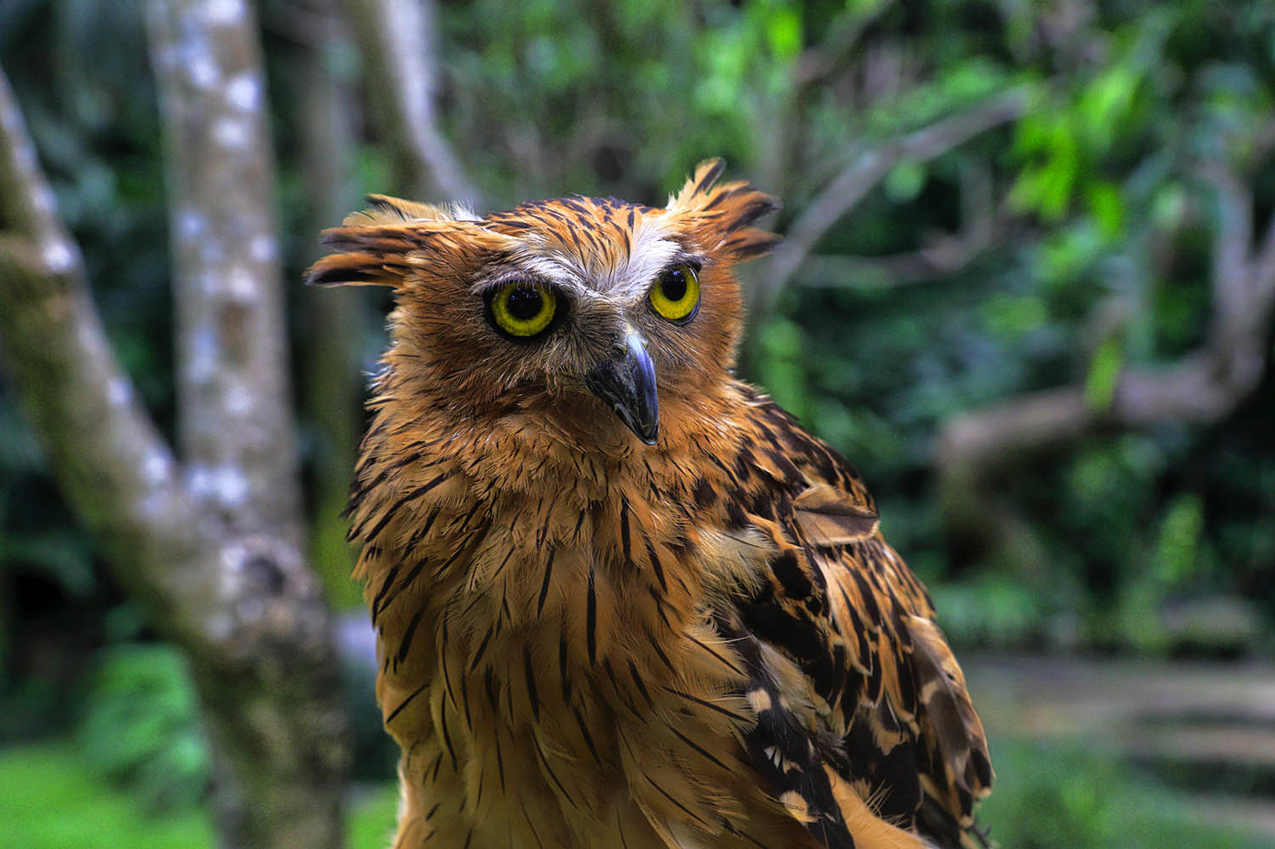 Ушастая сова