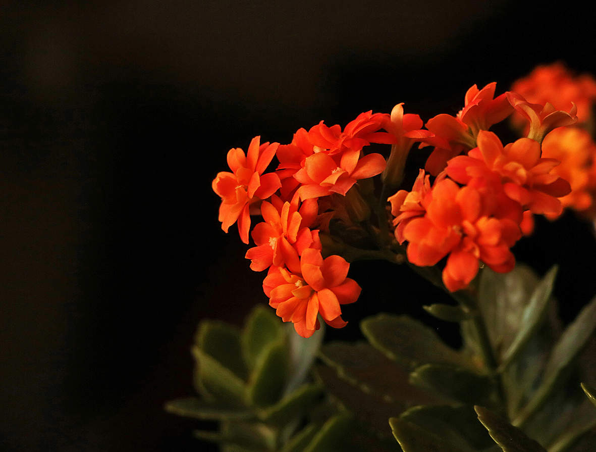 Цветёт каланхоэ