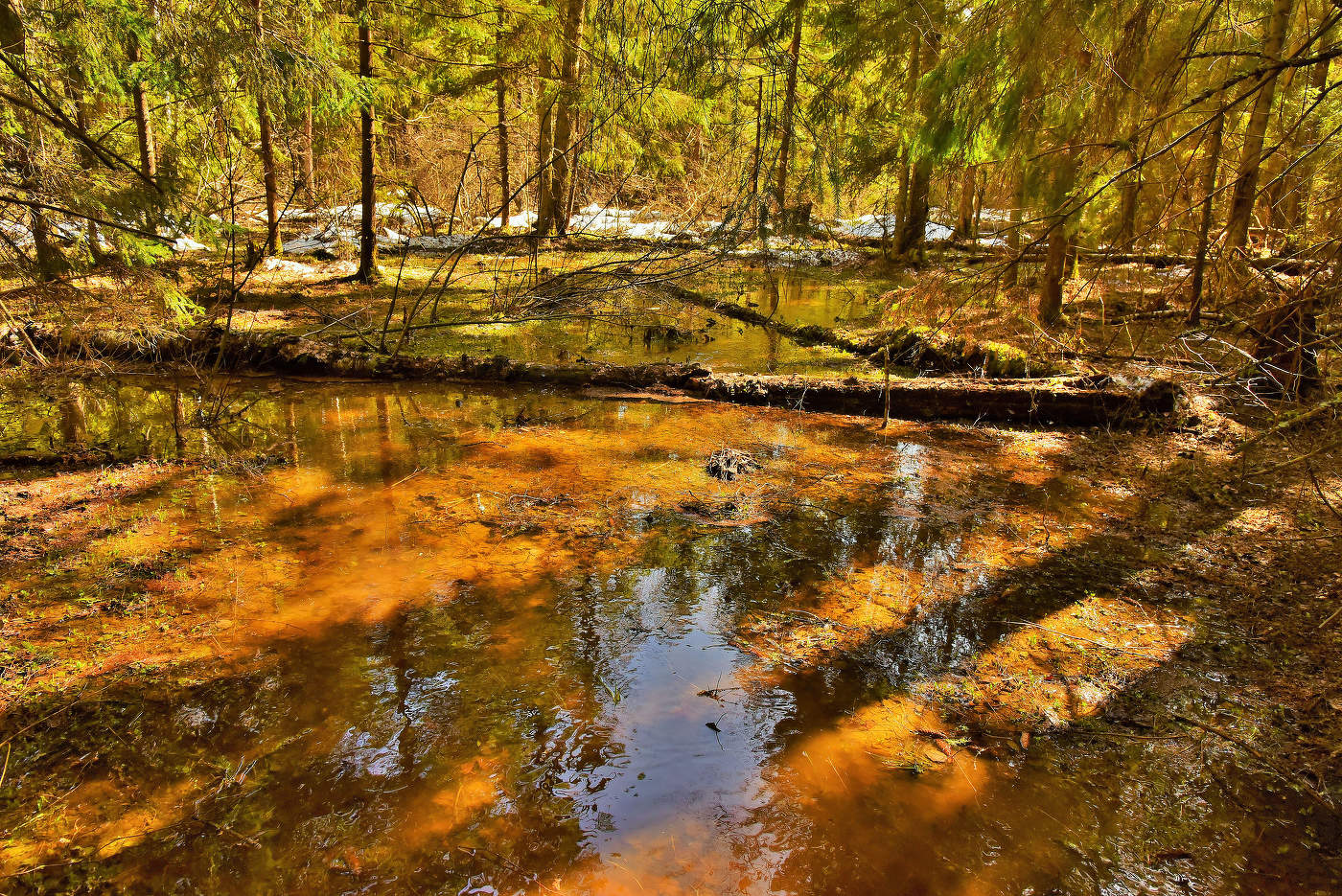 Солнечный день в лесу ...