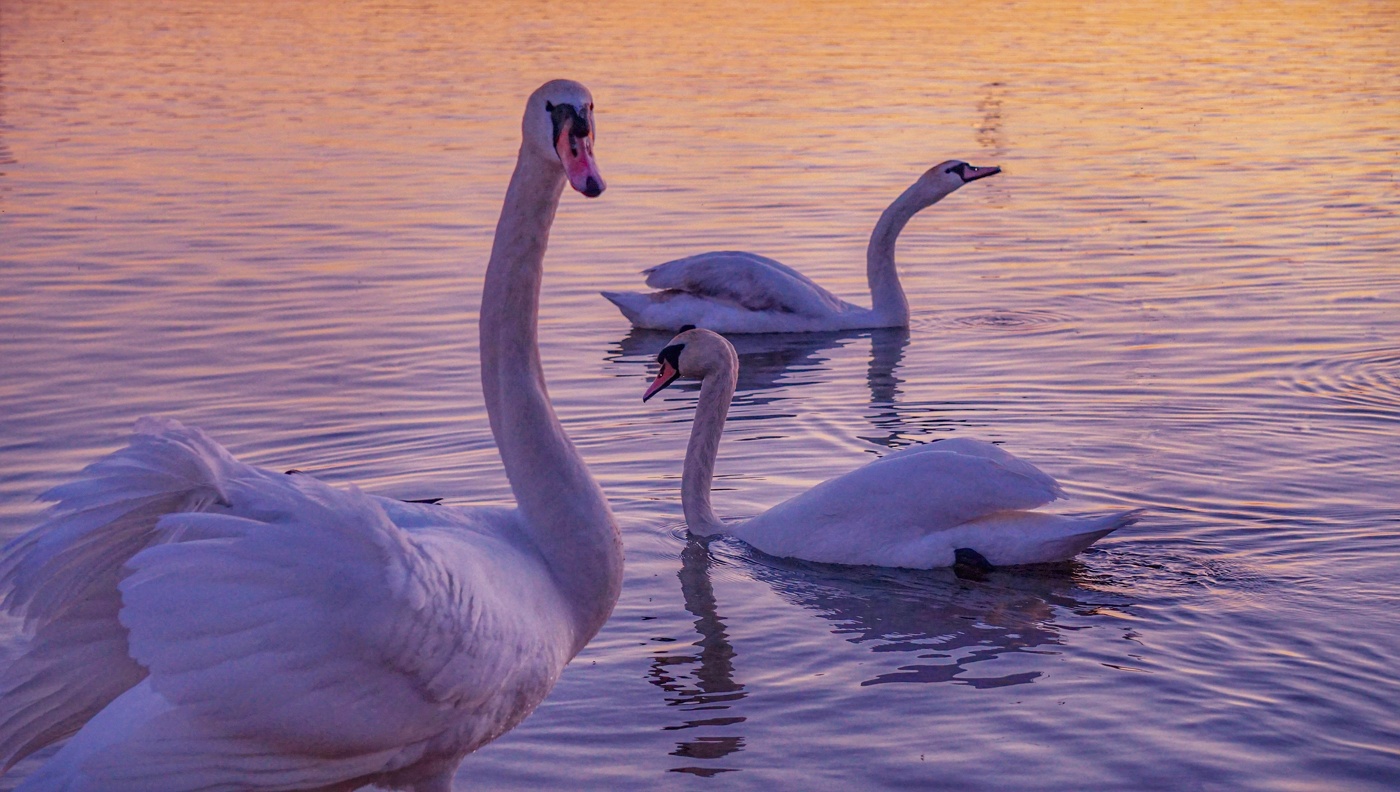 Лебединое трио