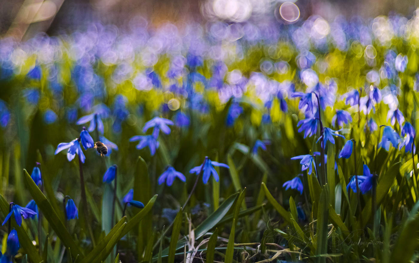 Пролески луговые