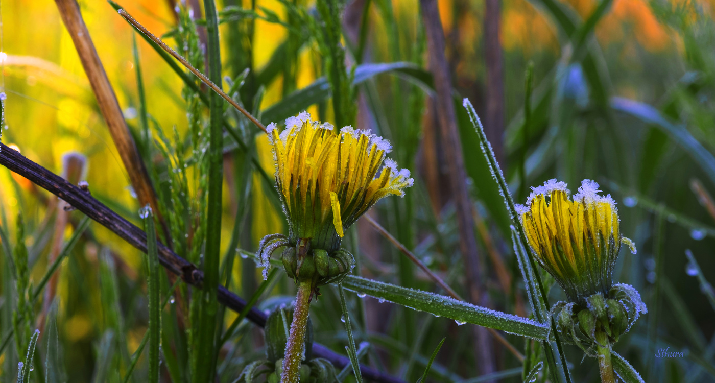 Одуванчики замёрзли.