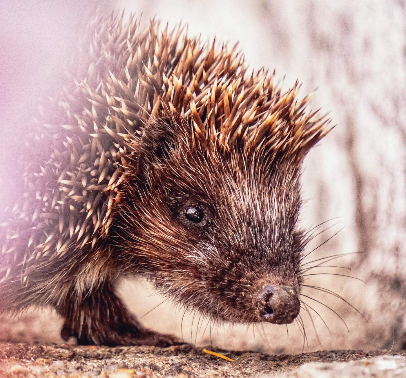 Глаза ежика