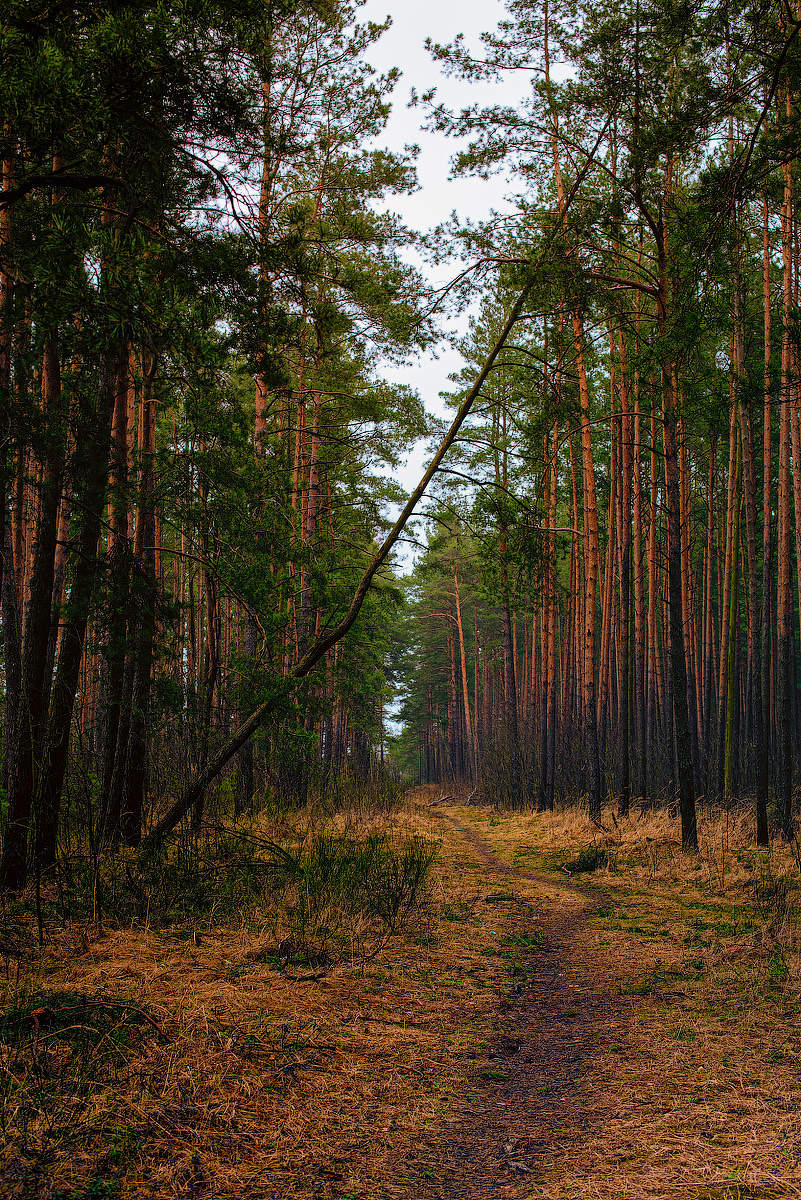 Дождливое вчера...