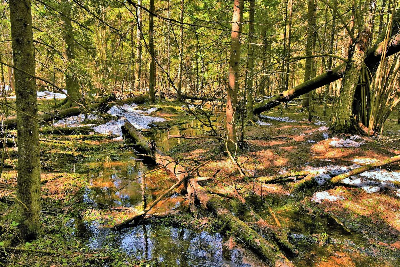 В весеннем лесу ...