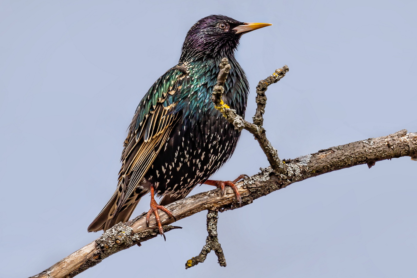 Весна пришла