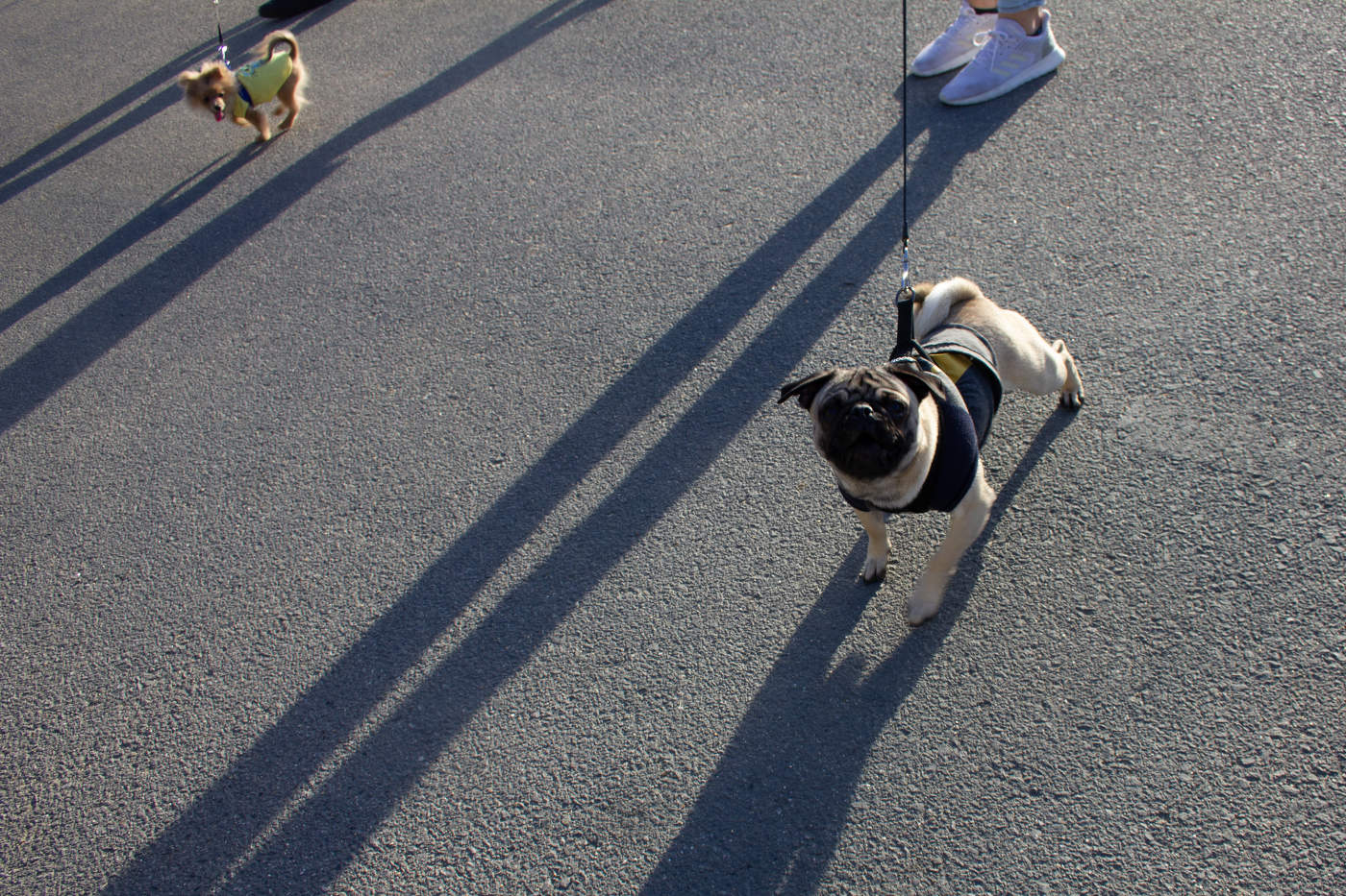 Собачий вальс