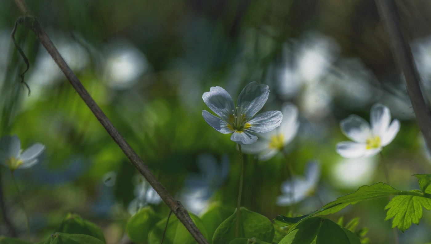 Весенние ароматы