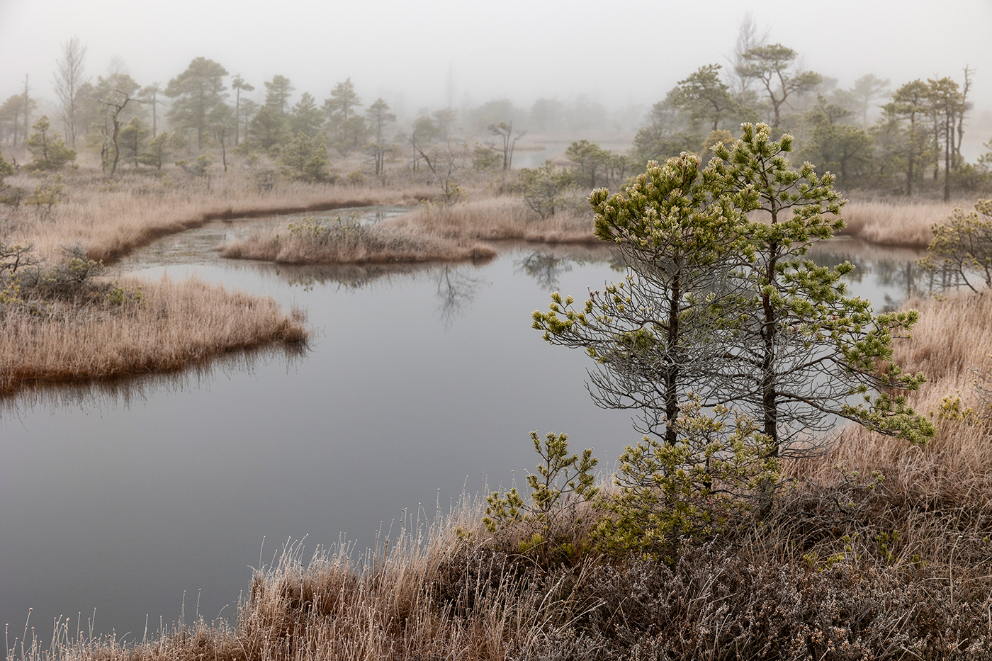 В лабиринте болота