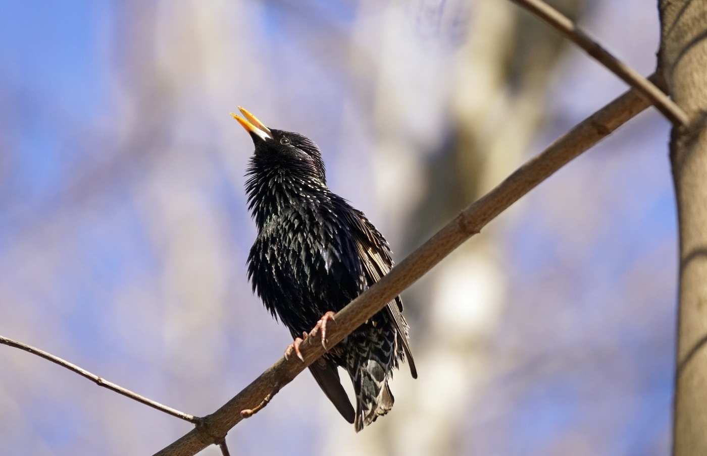 Весенние трели