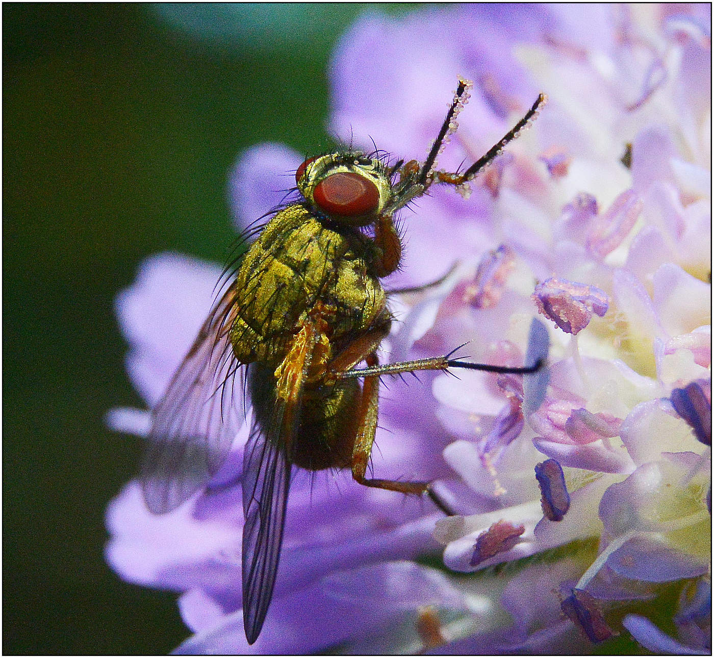 Освещенная Солнцем.