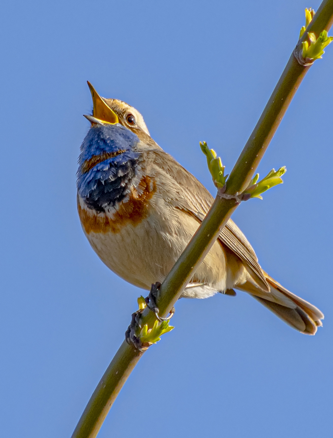 поющий самец