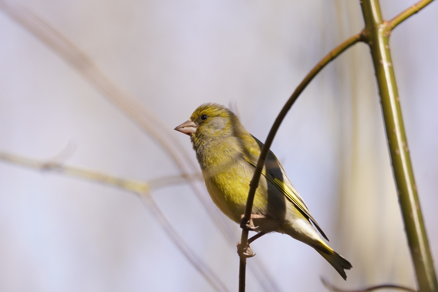 Зеленушка обыкновенная