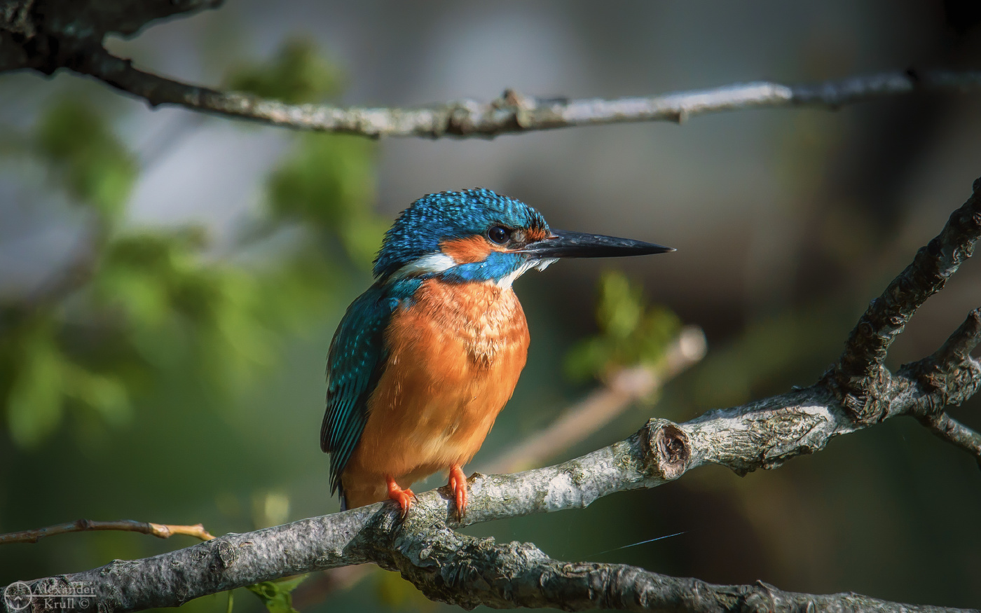 Встречая утро с зимородком