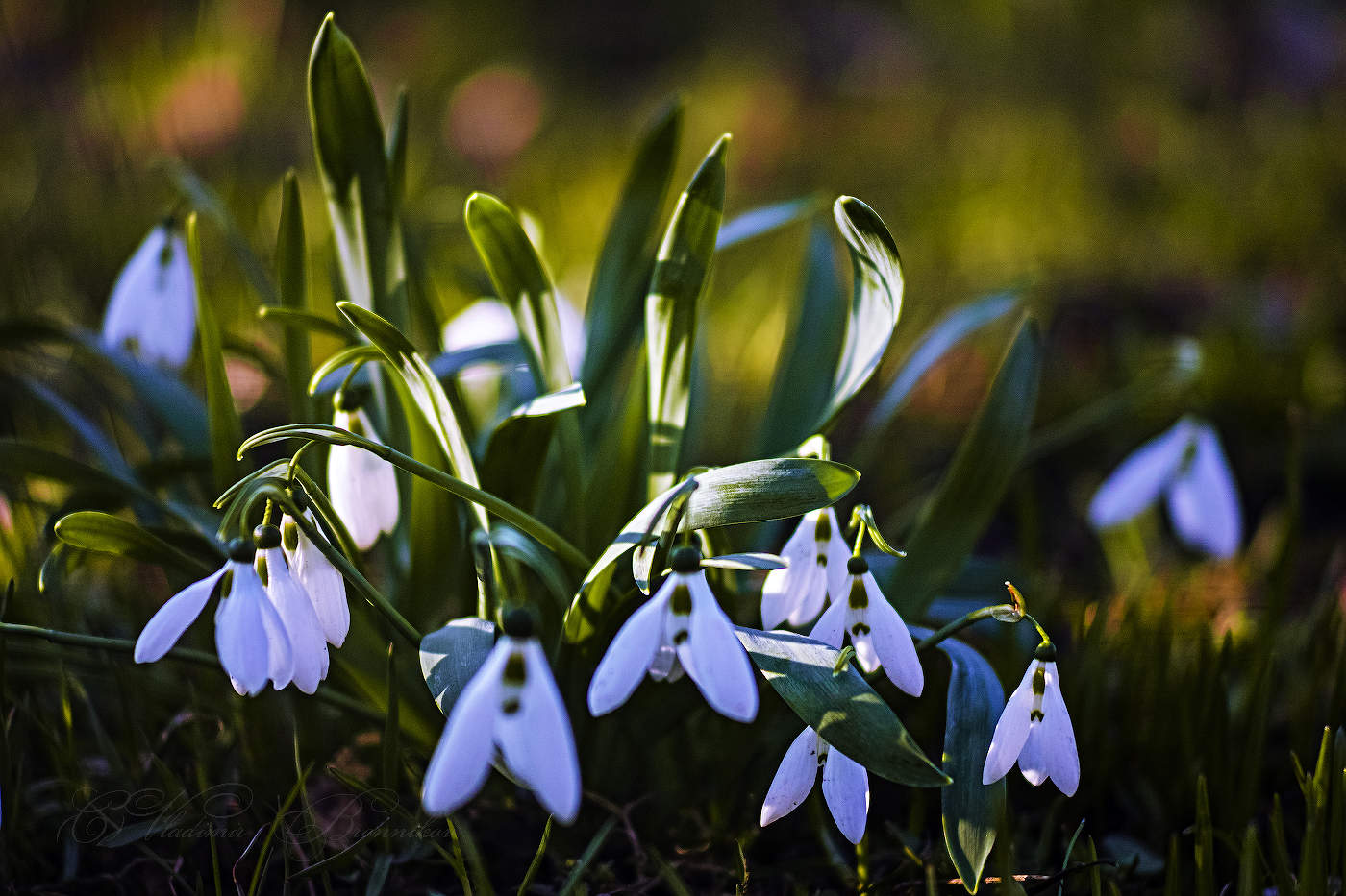 Подснежники