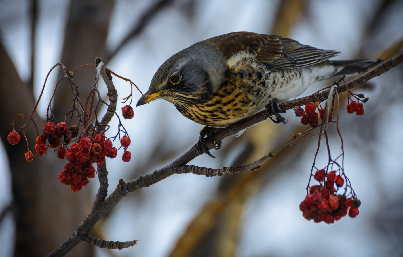 прошлогодние, но съедобные