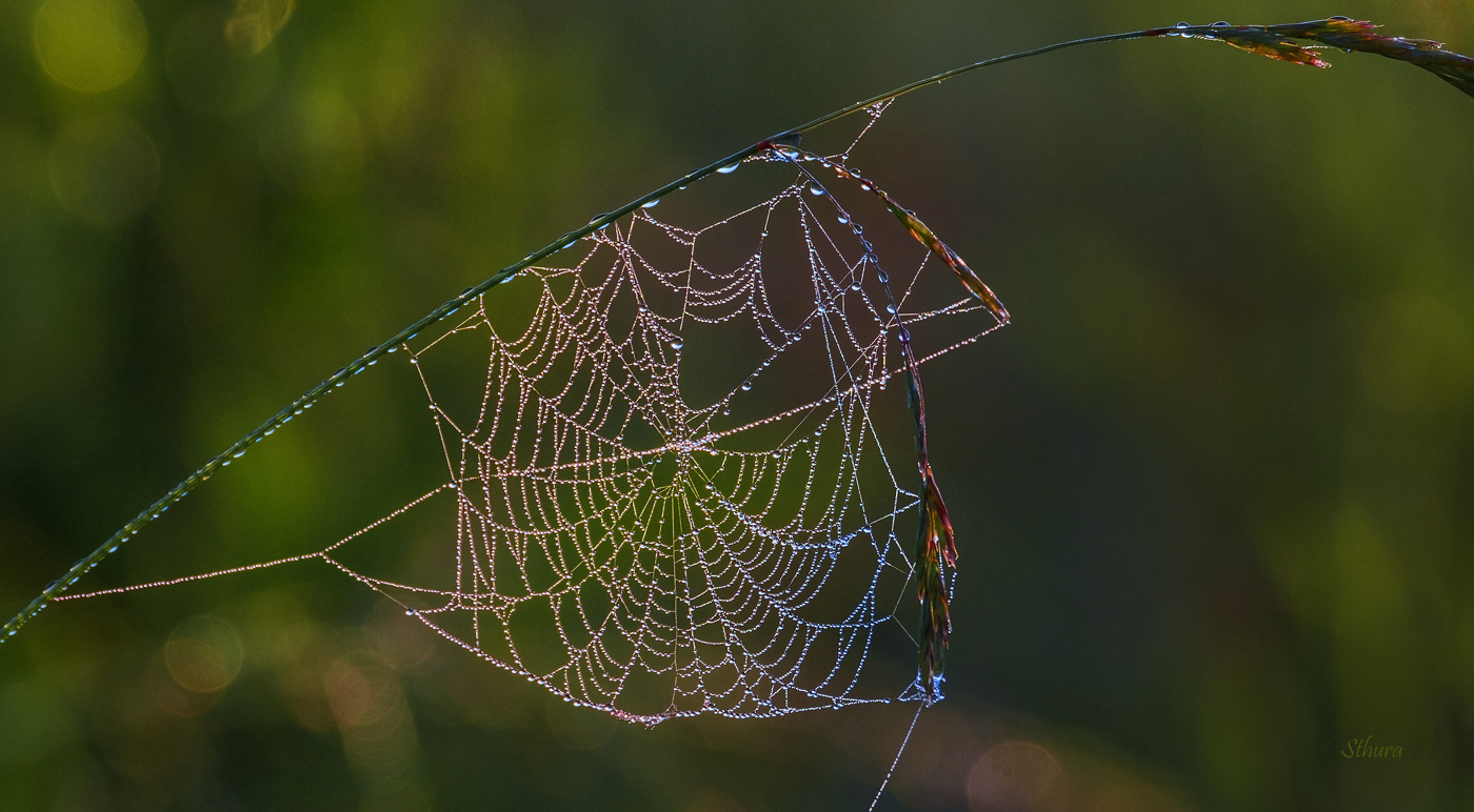 Росинки на паутинке.