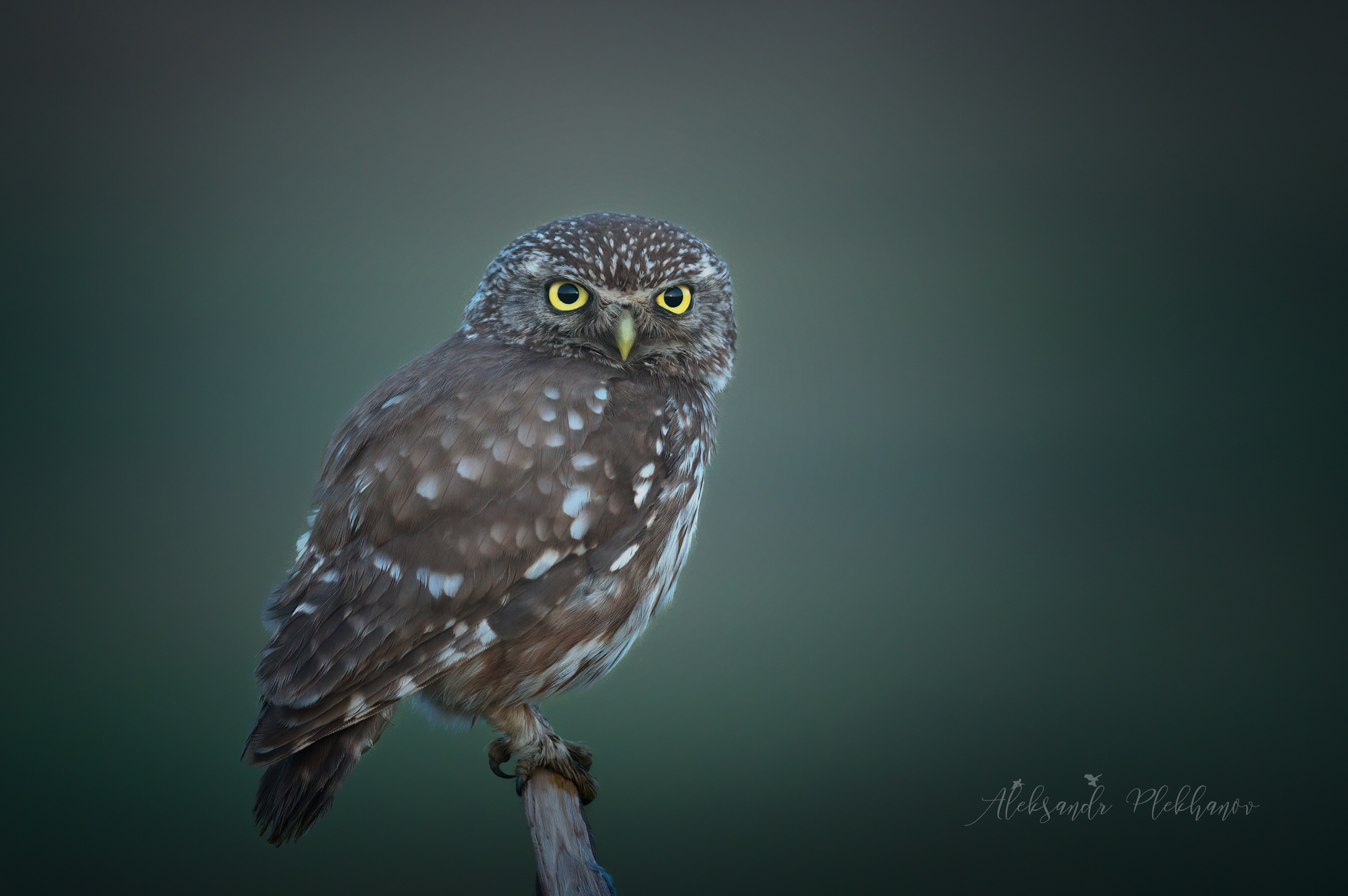 Ожидаемая встреча