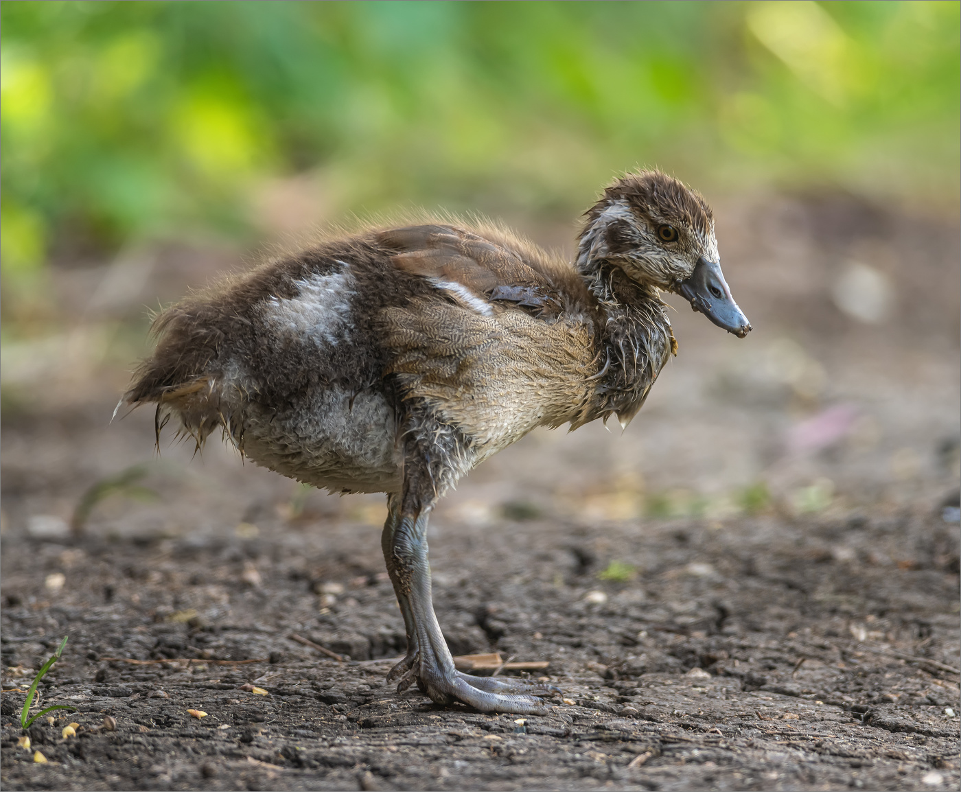 "Вырасту, гусем Нильским стану!"