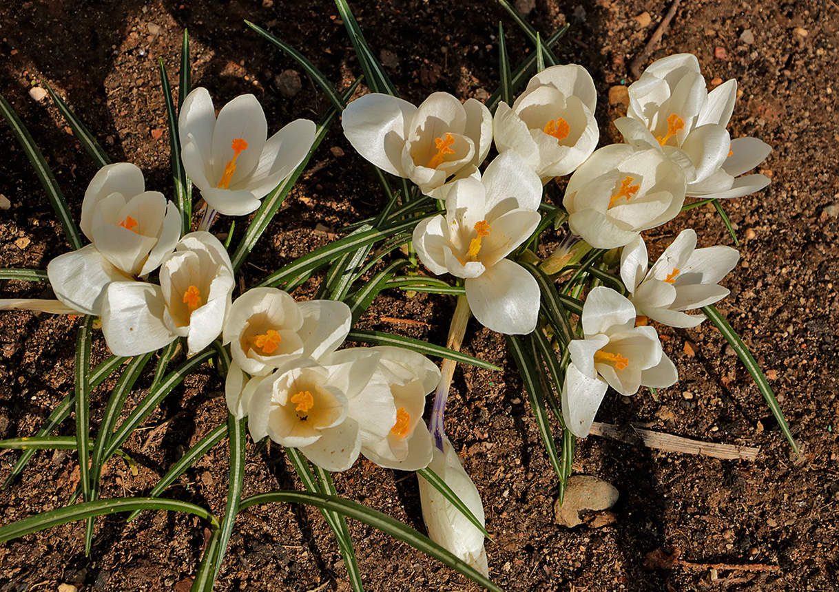 Вышло солнце - крокусы раскрылись