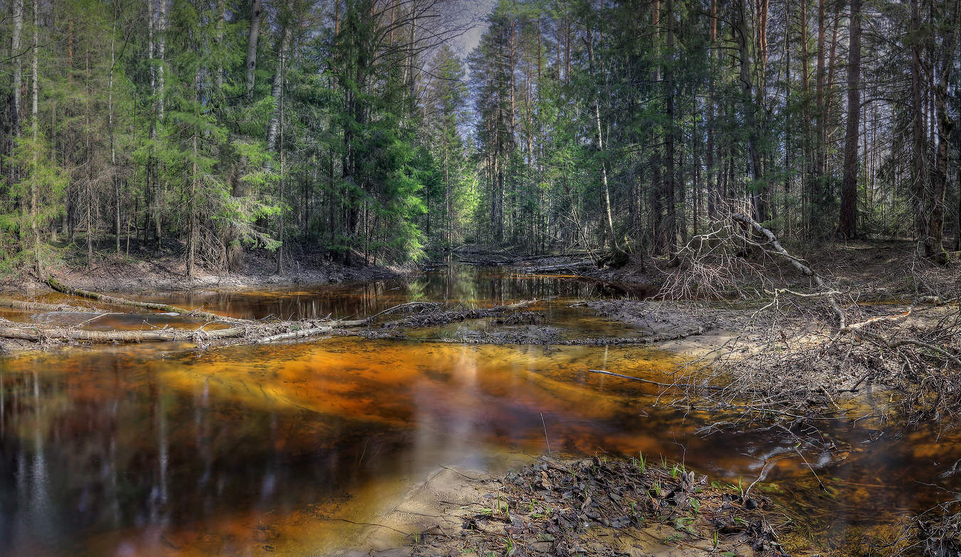 У истока лесной реки