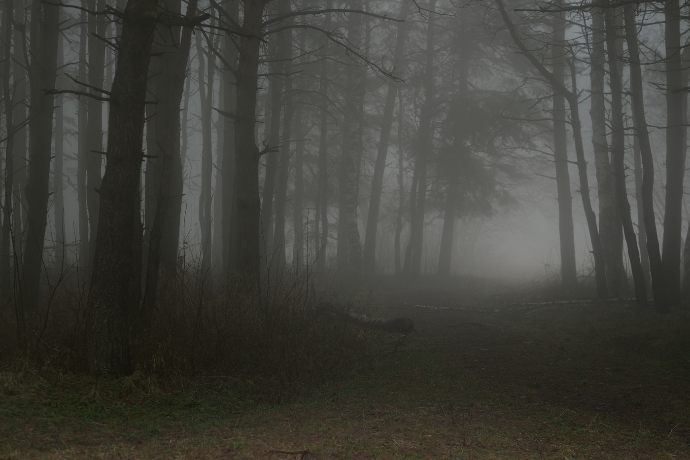 Туманный рассвет