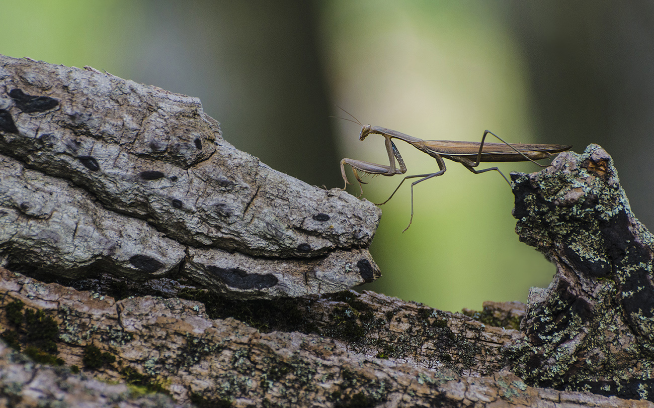 Визит к крокозавру