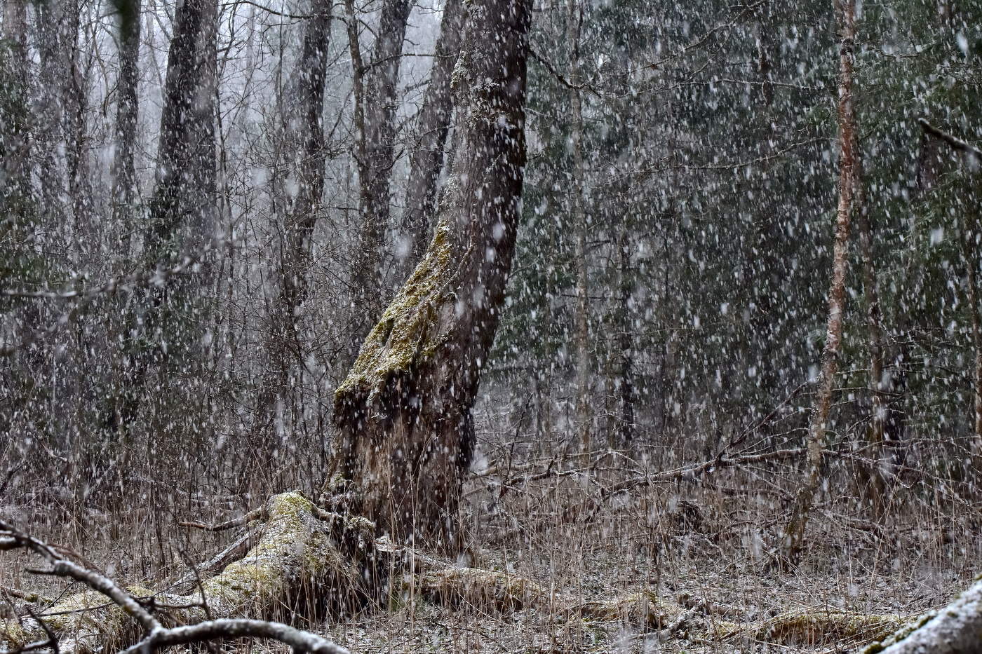 Весенний снегопад.