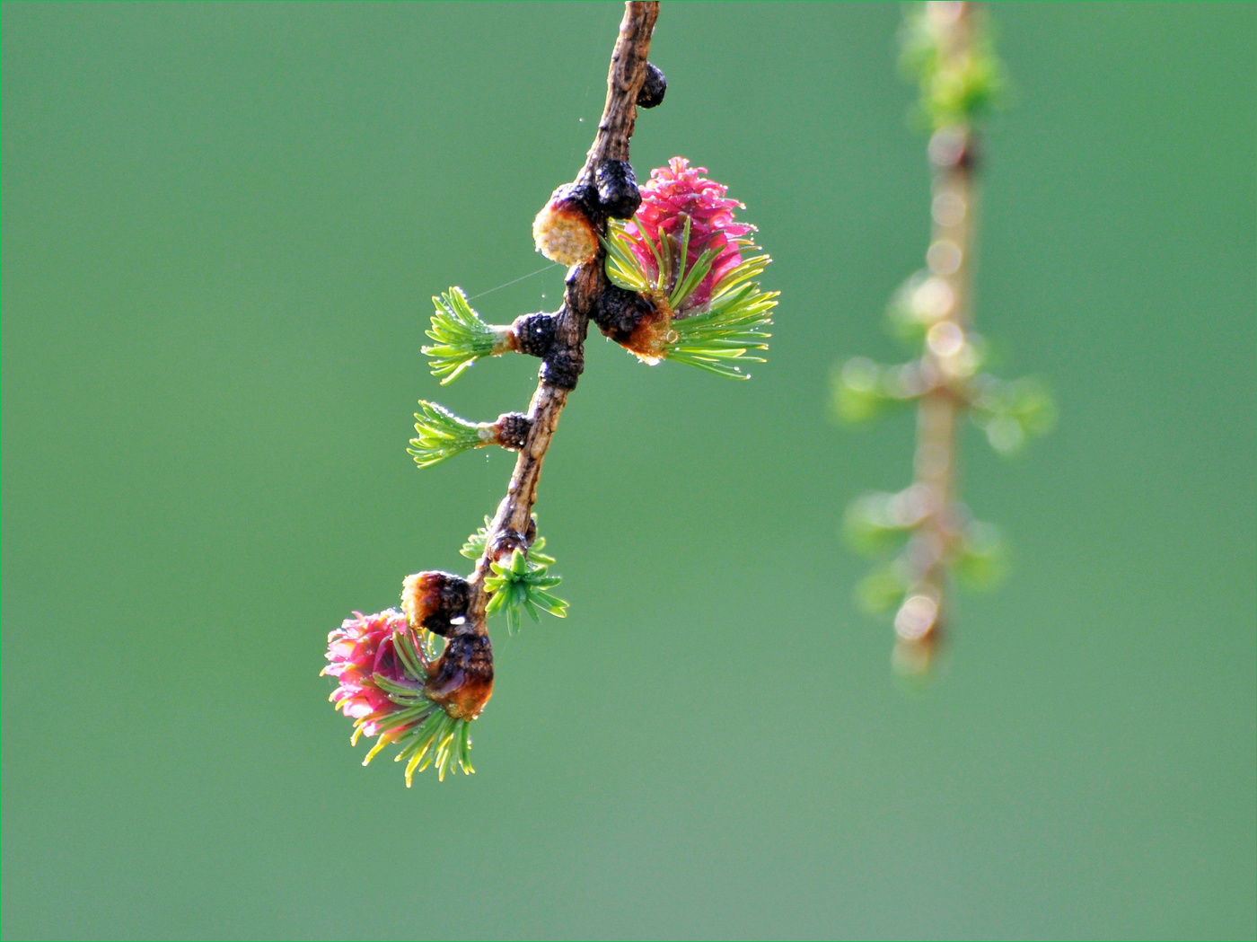 Лиственница в "цвету"
