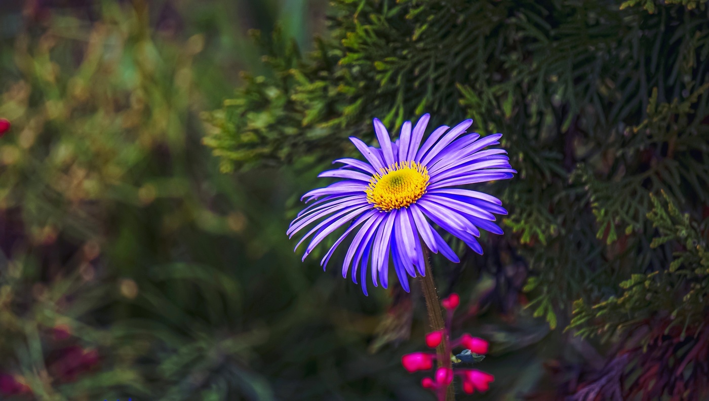 Цветы...цветочки....