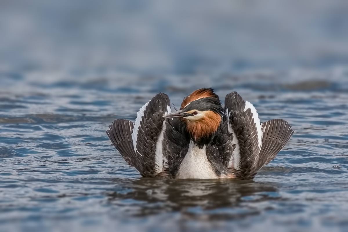 "Расцвела кувшинка"