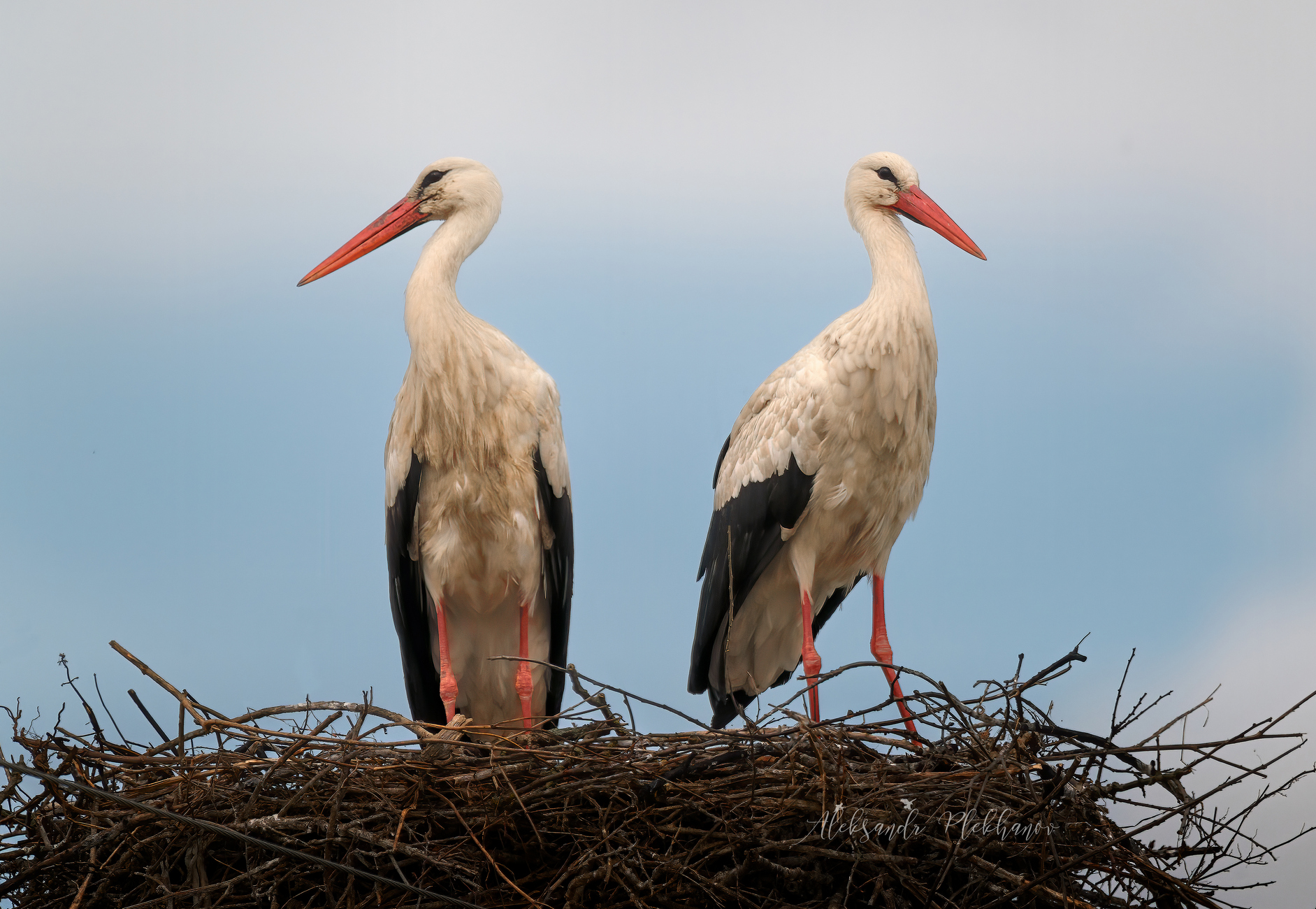 Они всегда возвращаются на Родину