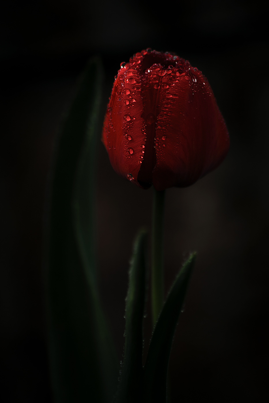 В сумерках...