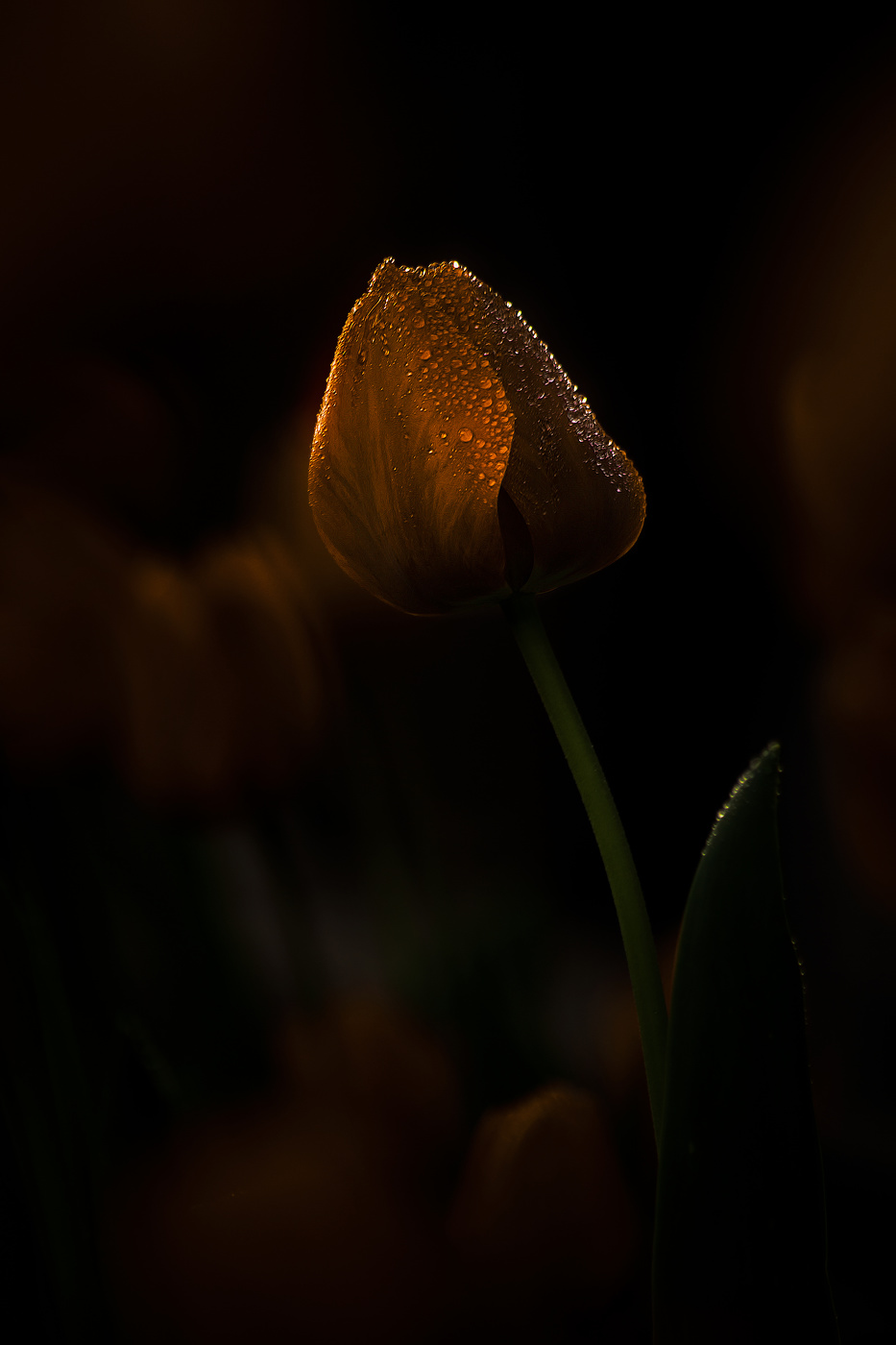 Сумерки. Апрельские краски.