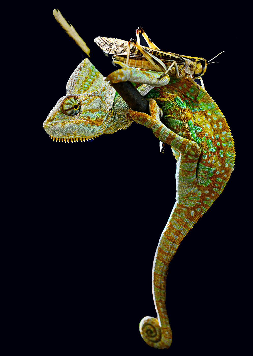 Опасное содружество.