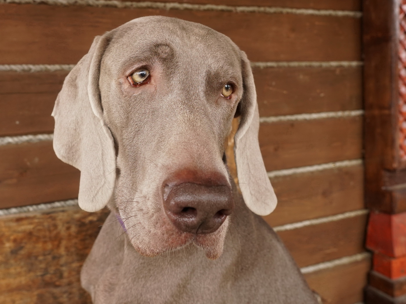 Веймаранер