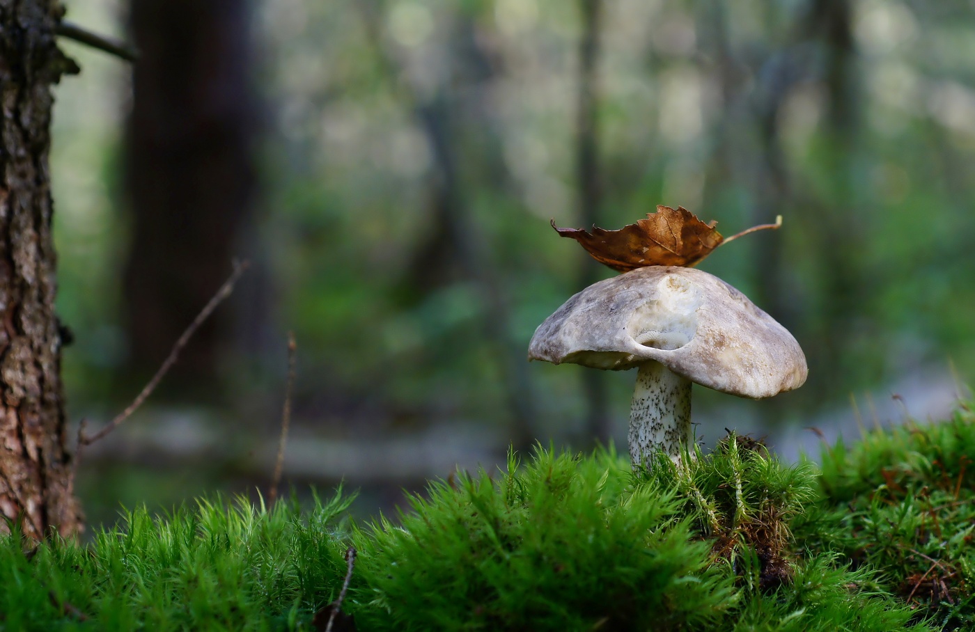 Модный прикид