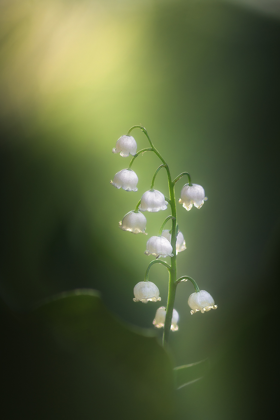 Ландыш одинокий.