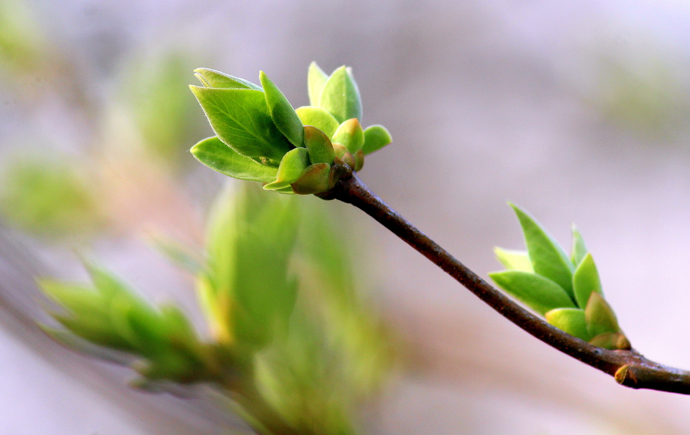 Весенний этюд!