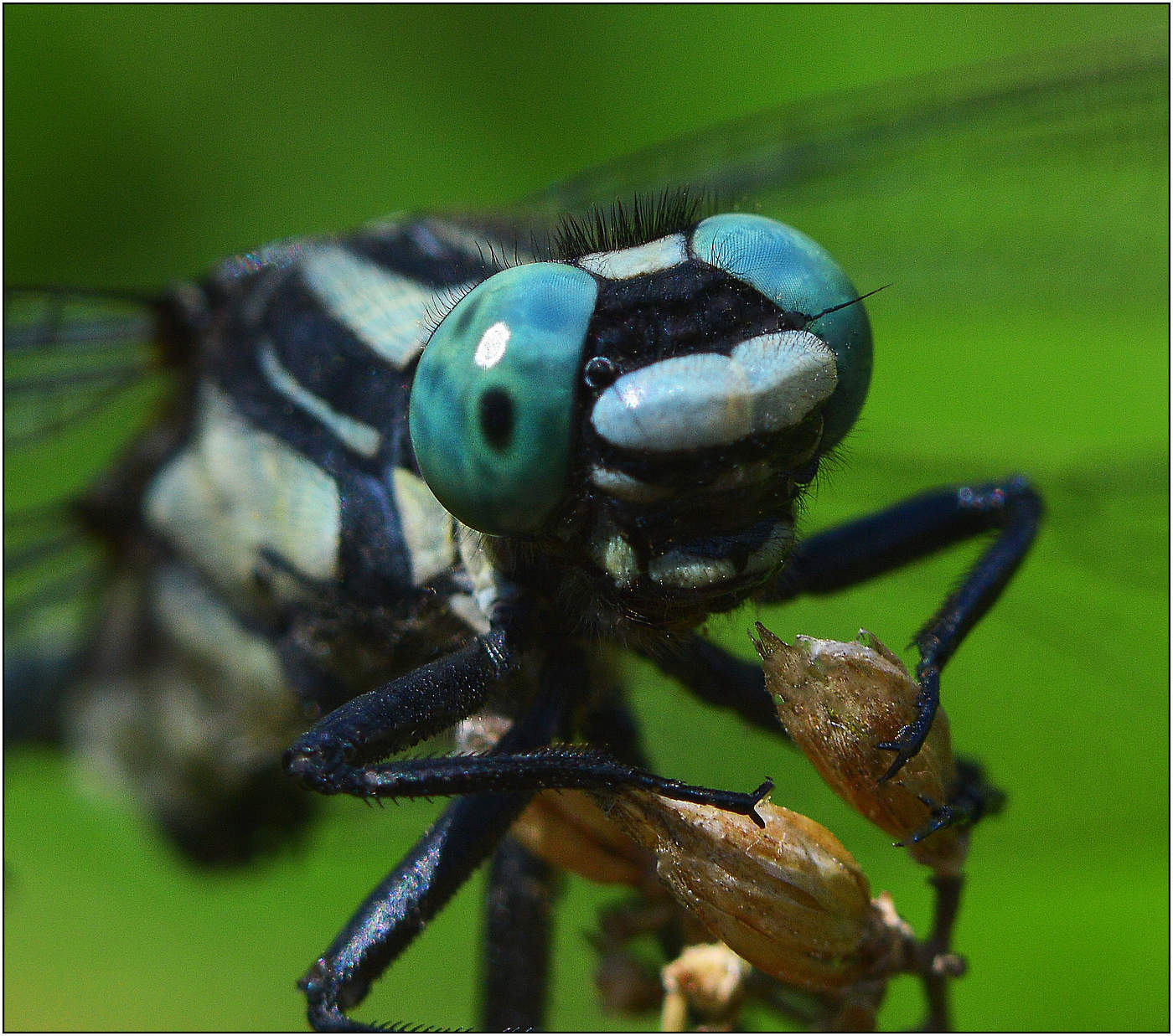 Коромысло синее.