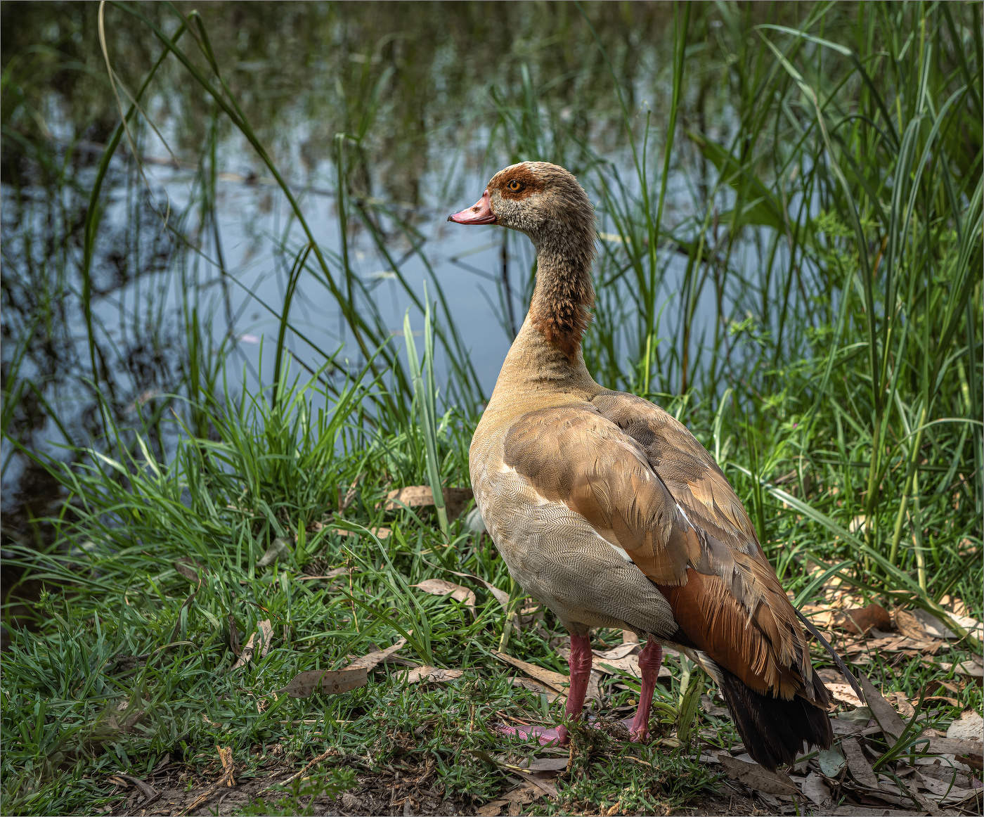 Нильский гусь