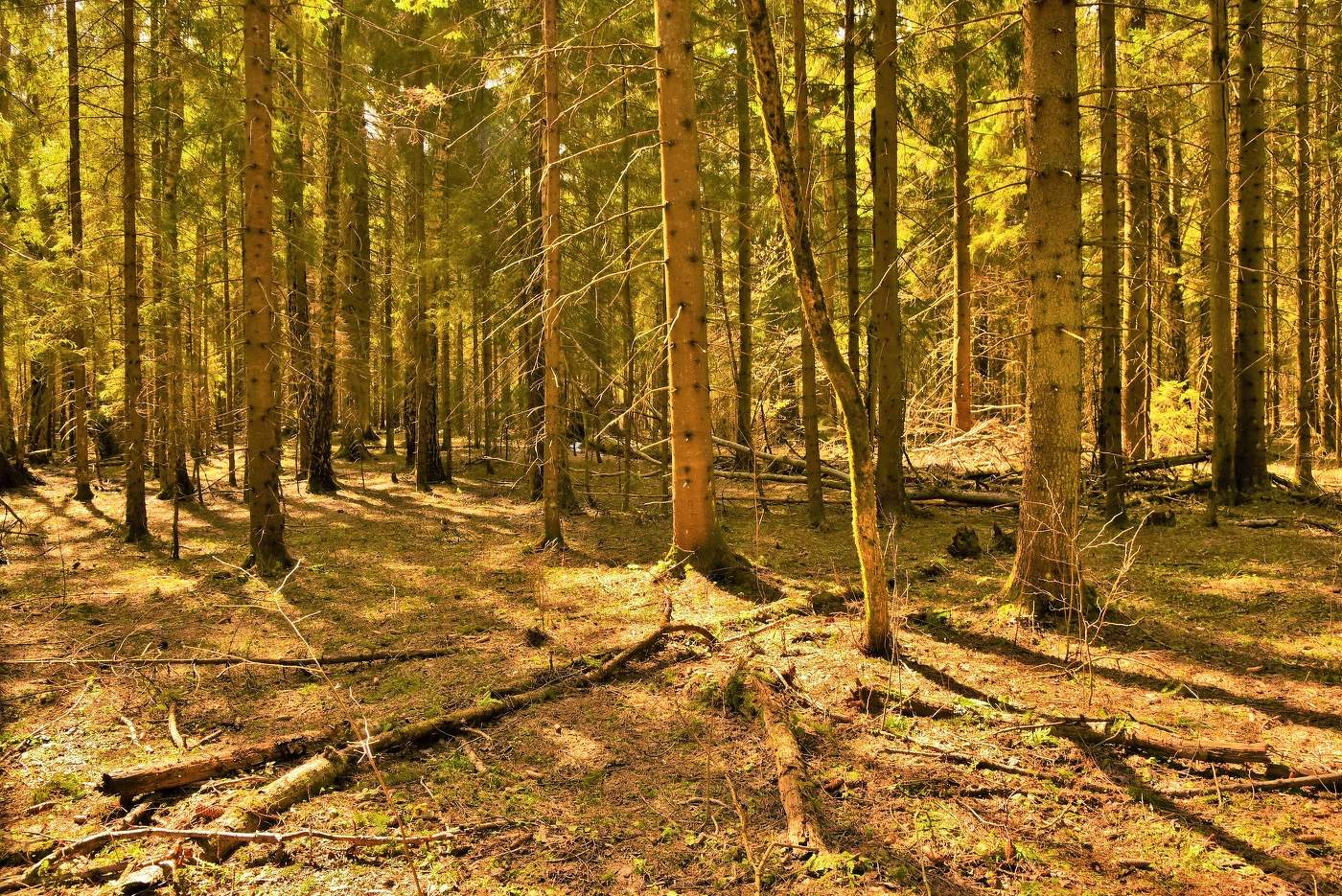 "Хорошо в лесу в апреле: пахнет лиственною прелью..."